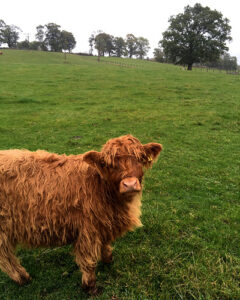 Baby bull in Penrith